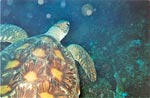  Wasserschildkröte 